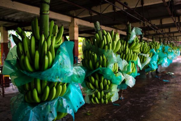 History of Ecuador Banana Production and Exports