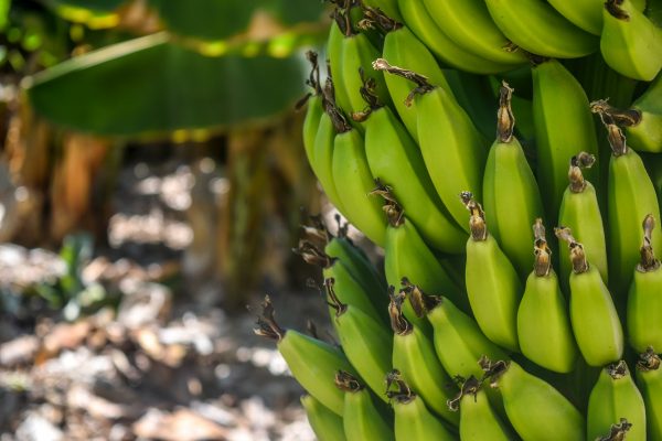 The world’s biggest banana exporting countries